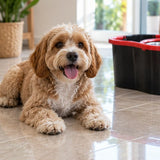 A home with pets